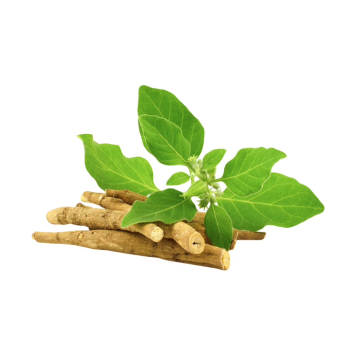 Ashwagandha / Withania somnifera
