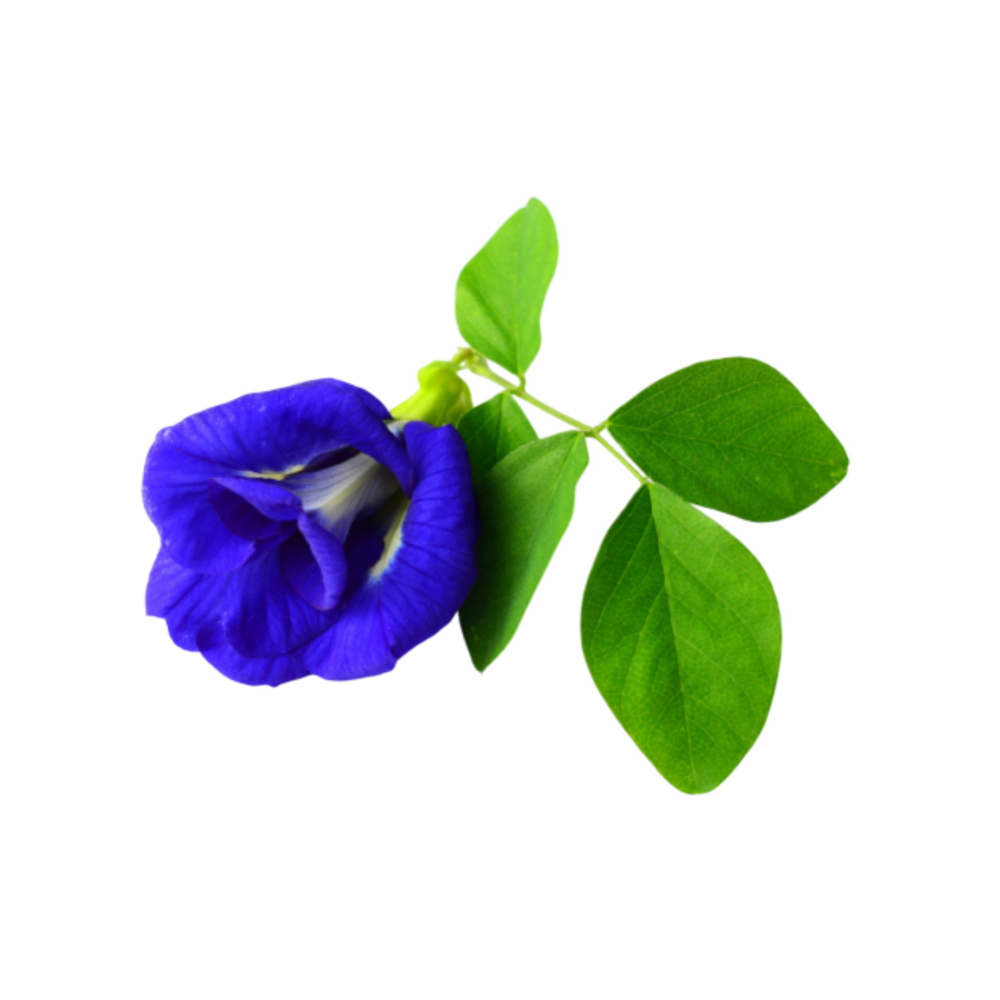Butterfly Pea Flower