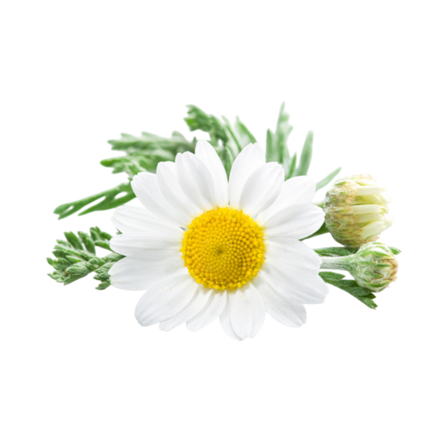 Chamomile Flower