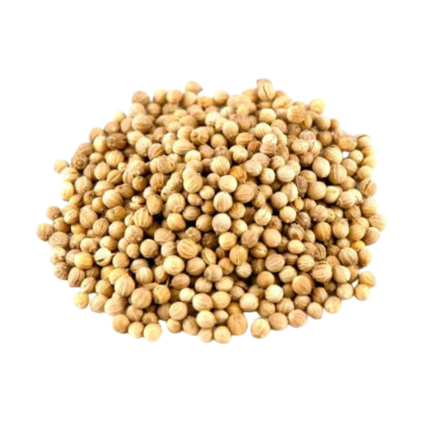 Fresh coriander seeds from India, available for export