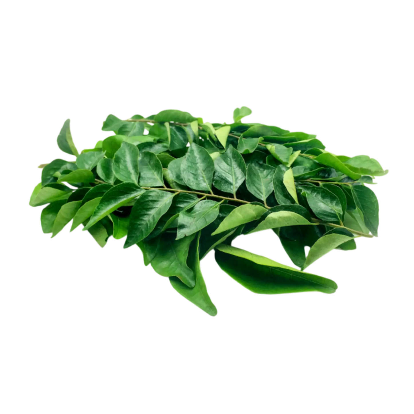 Premium curry leaves manufacturer and exporter from India