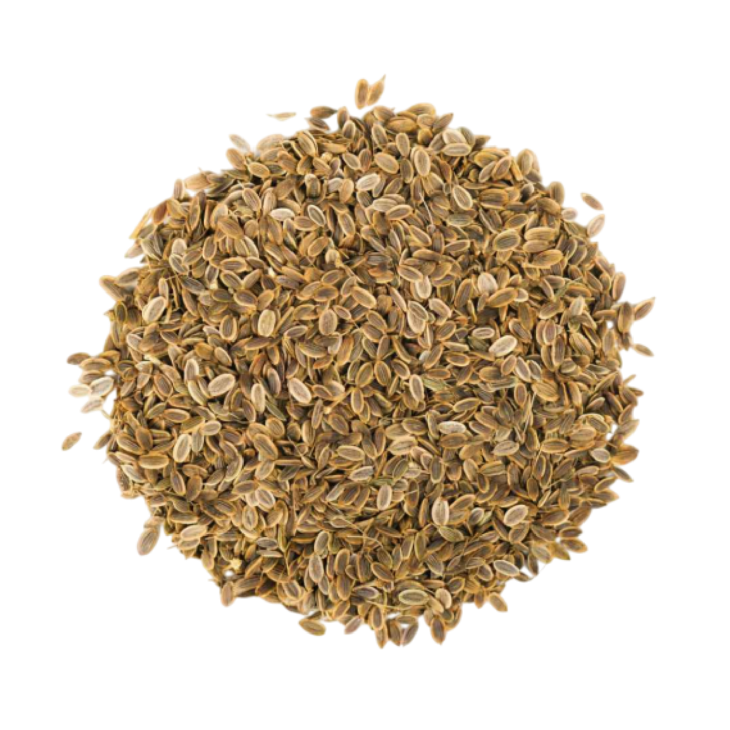 Premium Indian Dill seeds manufacturer Spice Nest