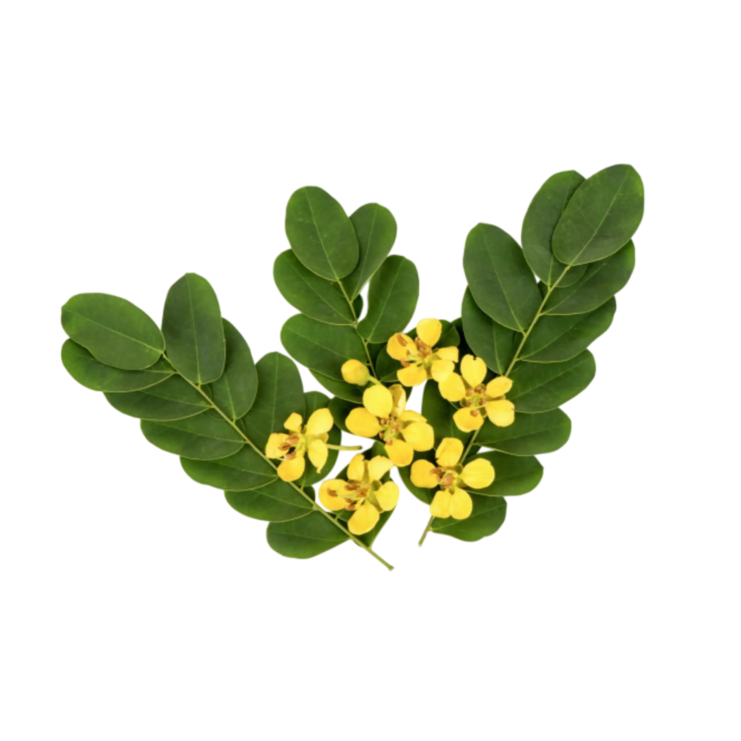 High-quality Senna Pods supplier in bulk