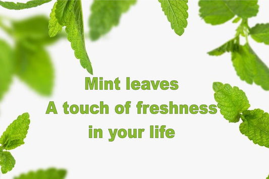 أوراق النعناع: لمسة من الانتعاش في حياتك