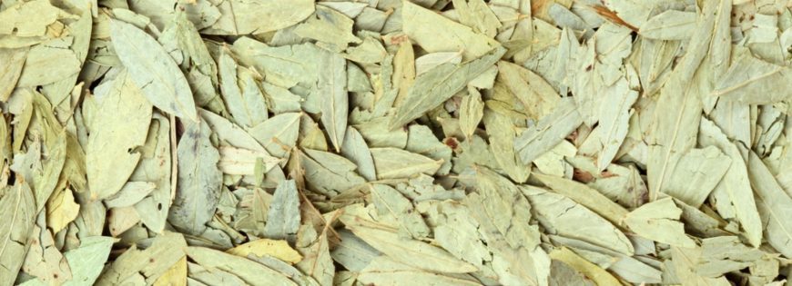 Senna Leaves and Pods Manufacturers, Suppliers & Exporters