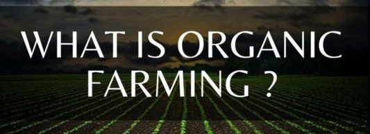 Differences Between Organic Farming and Conventional Farming in India (2024-2025)