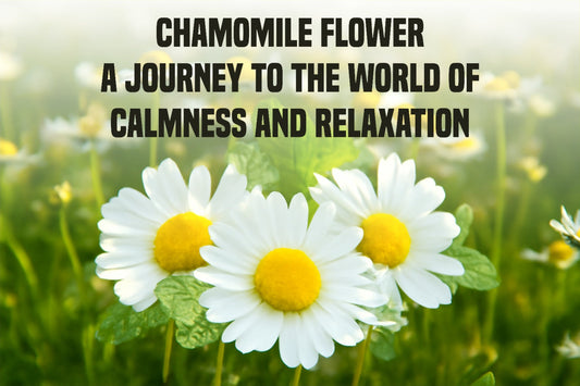 زهرة البابونج: رحلة إلى عالم الهدوء والاسترخاء