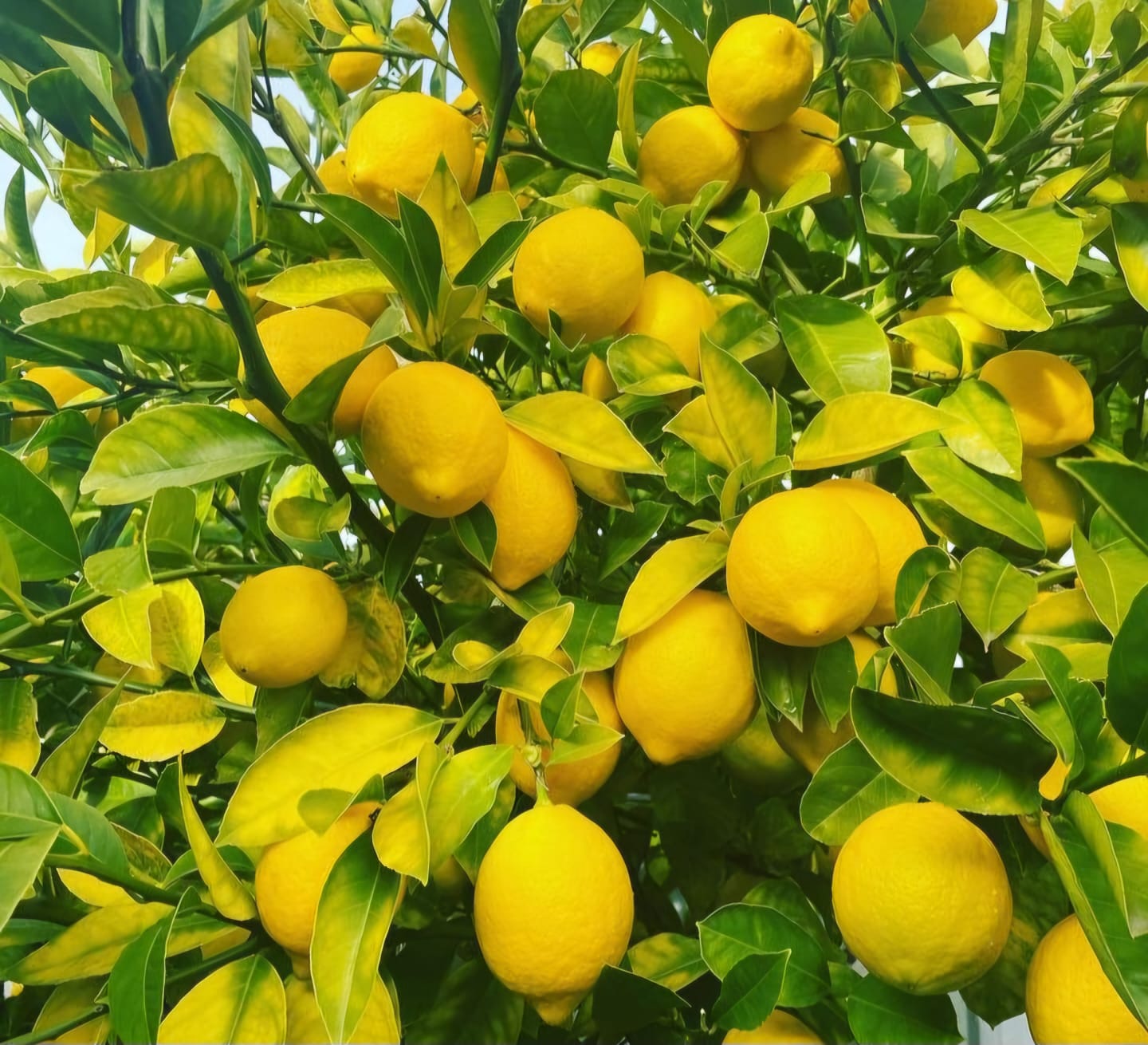 Lemon Juice Concentrate Manufacturers, Suppliers and Exporters