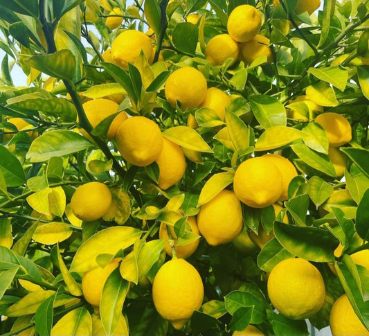 Lemon Juice Concentrate Manufacturers, Suppliers and Exporters