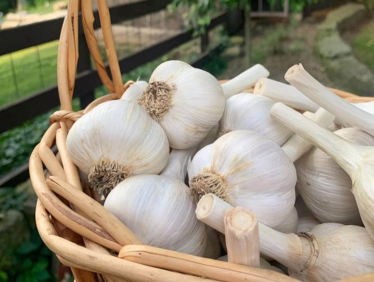 Top Organic Garlic Paste Manufacturers & Exporters in India (USA, UK, Europe, UAE, AUSTRALIA, JAPAN, SAUDI ARABIA)