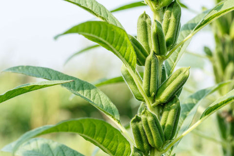 Top Sesame Seed Exporter to Peru: Premium Indian Suppliers
