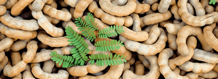 Tamarind Manufacturers in India