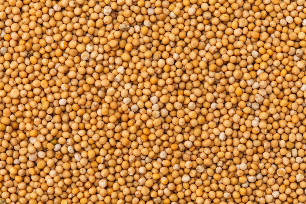 Top Mustard Seed Manufacturer and Exporter in India: Spice Nest Leads the Way