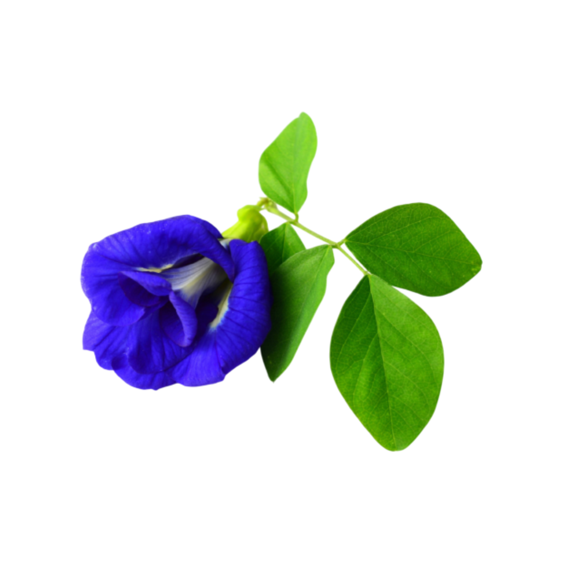 High-quality Butterfly Pea Flower tea ingredients