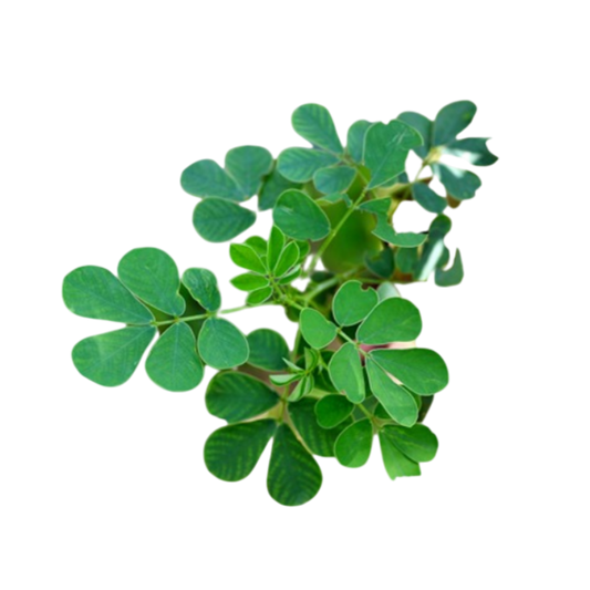 Cassia Tora seeds - Organic and premium quality