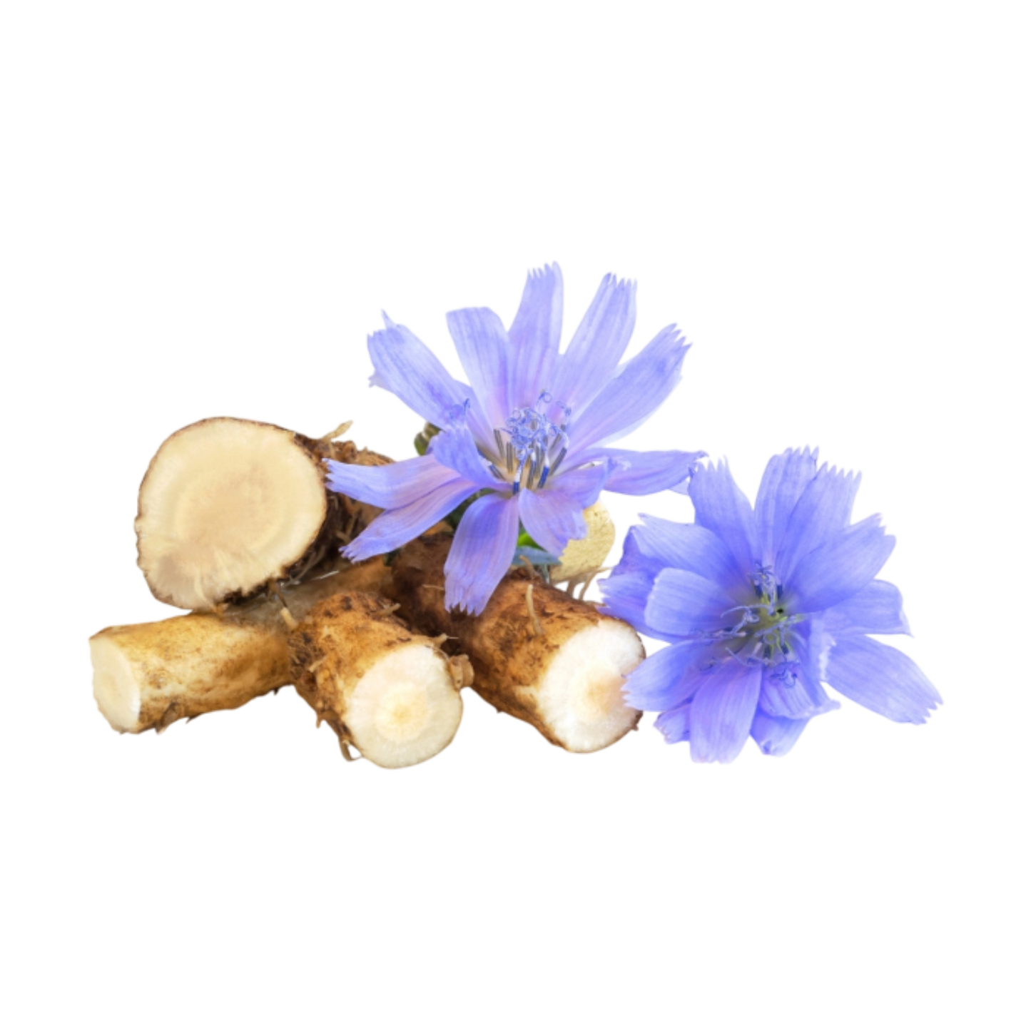 Chicory Root