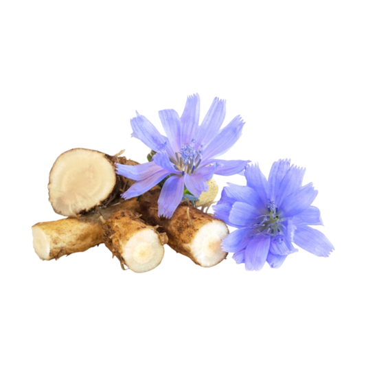 Chicory Root