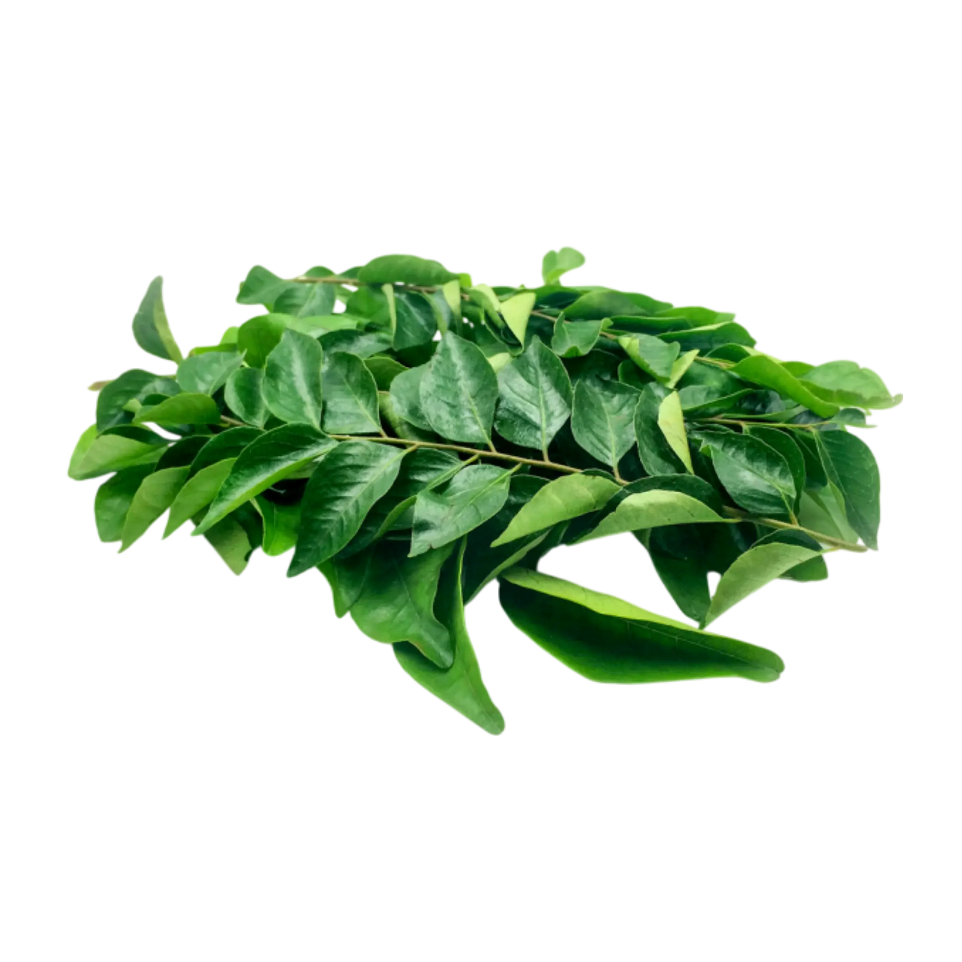 Premium curry leaves manufacturer and exporter from India