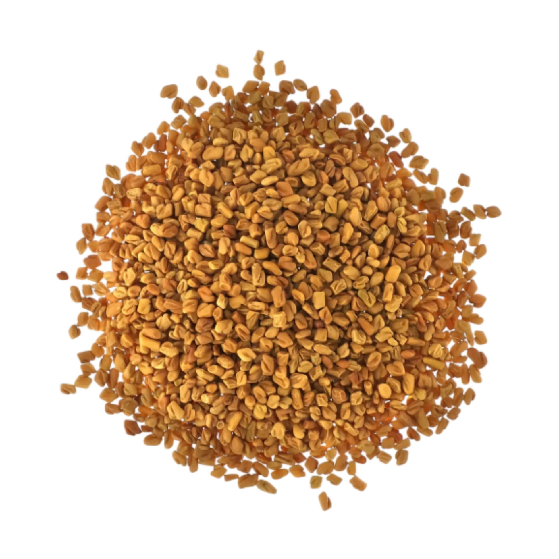 Premium Fenugreek Seeds Pack - Bulk Export Quality from Spice Nest