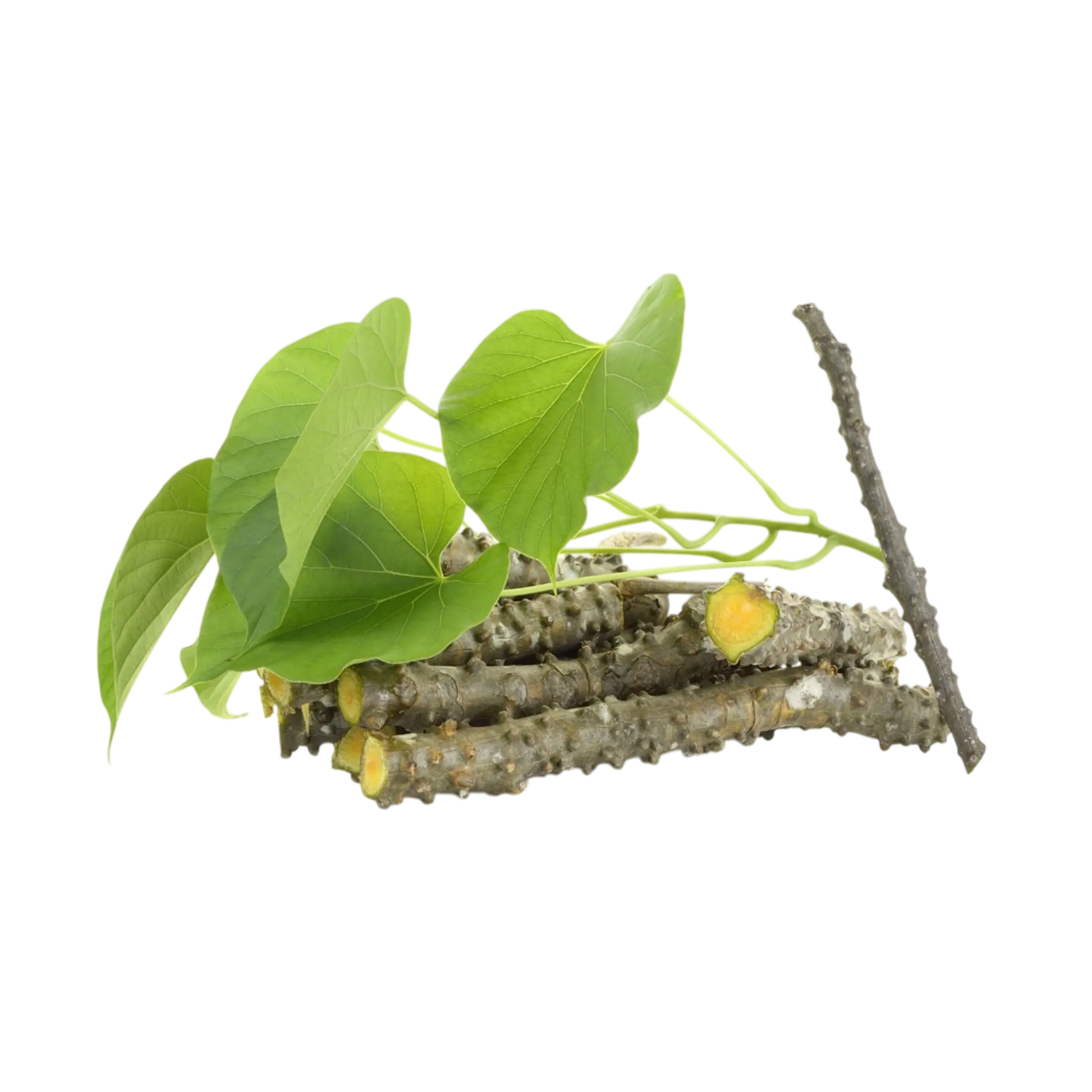 Giloy root powder wholesale supplier