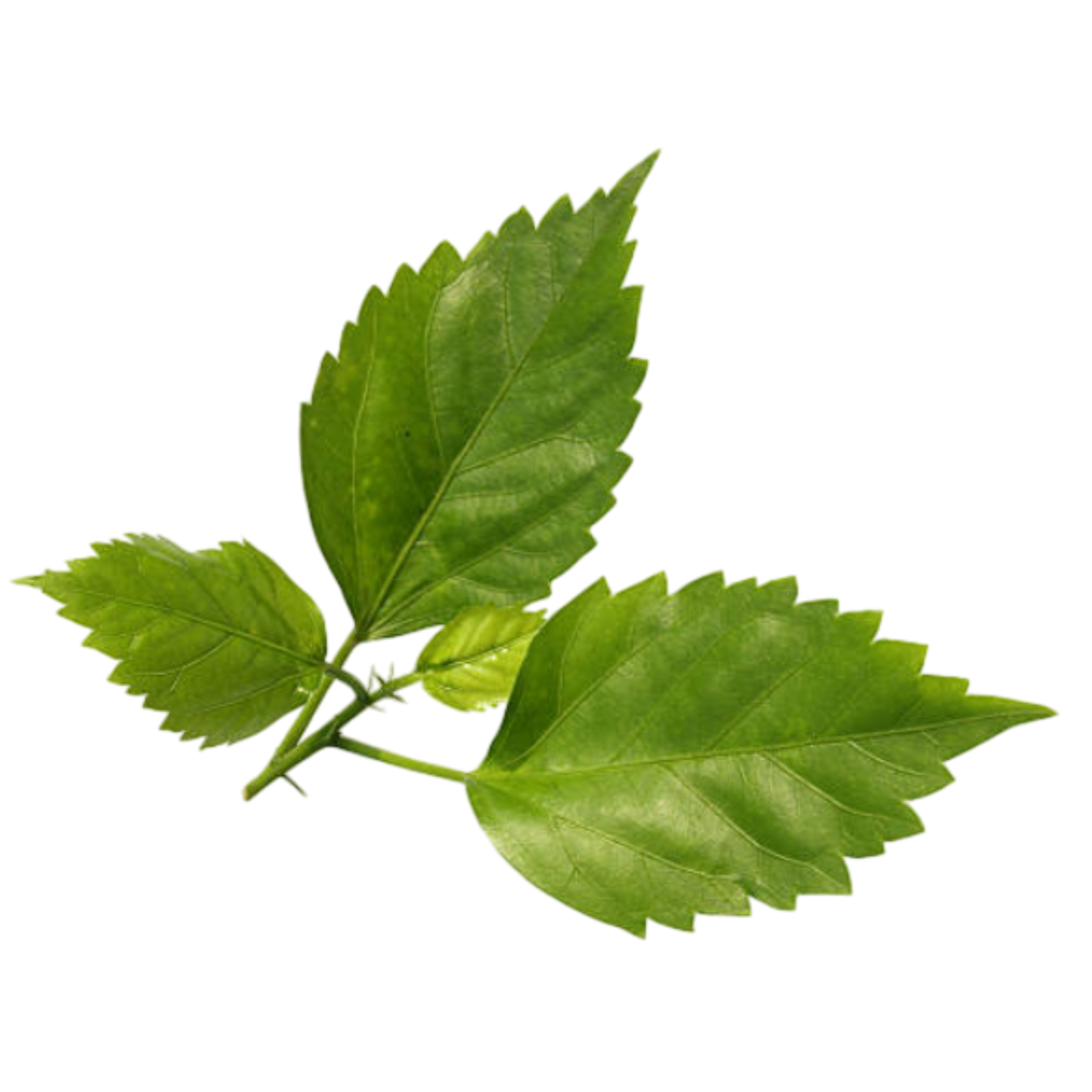 Premium Quality Dried Hibiscus Flower Supplier