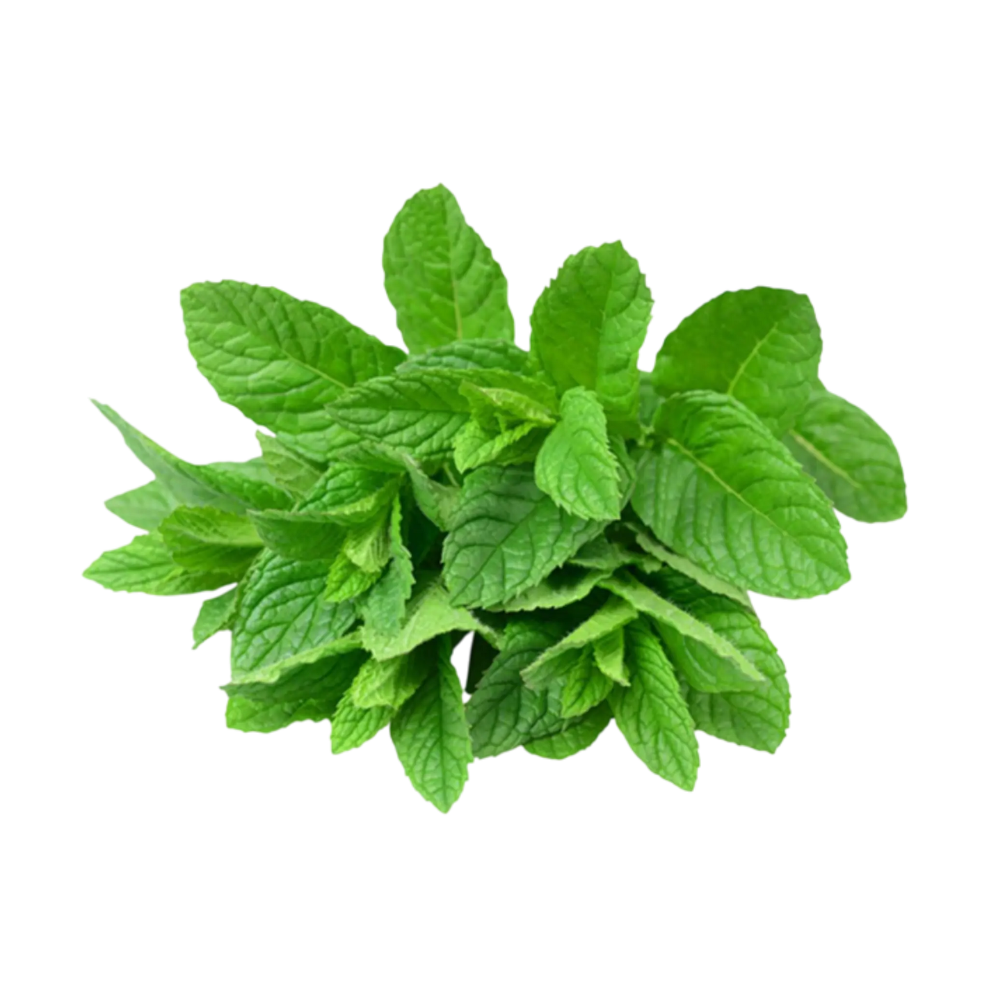 Bulk packaging of dried mint leaves, perfect for wholesale suppliers and manufacturers.