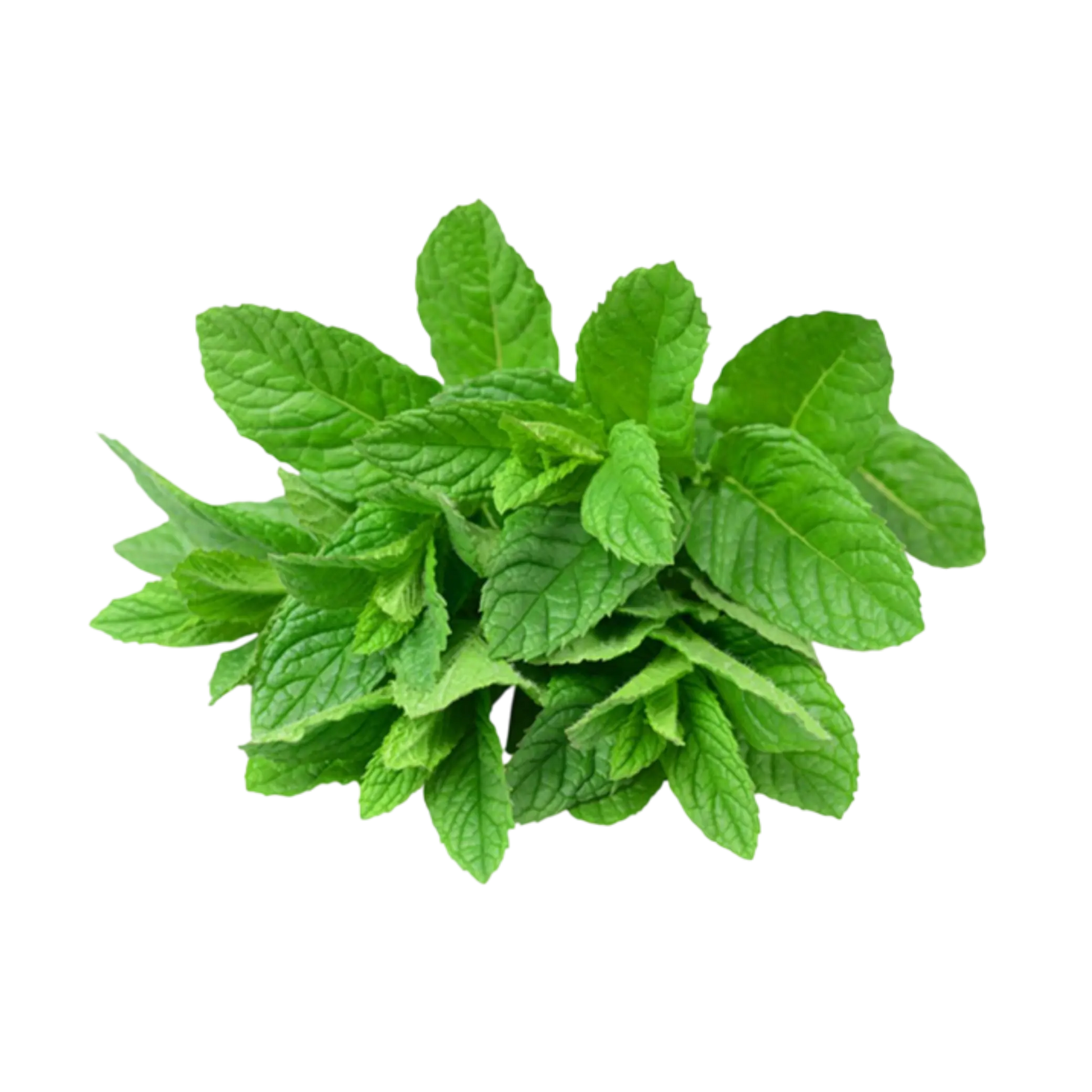 Bulk packaging of dried mint leaves, perfect for wholesale suppliers and manufacturers.