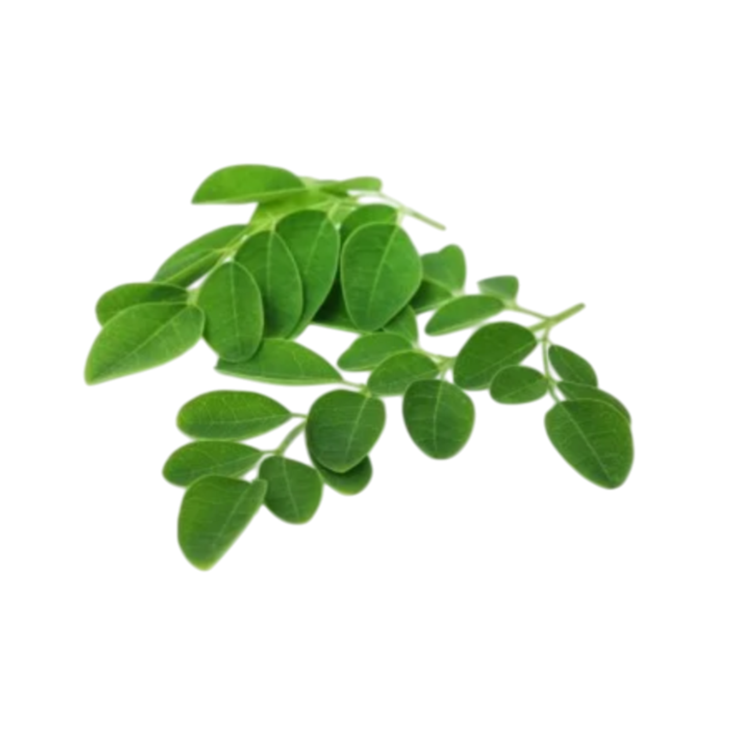 Moringa Leaves