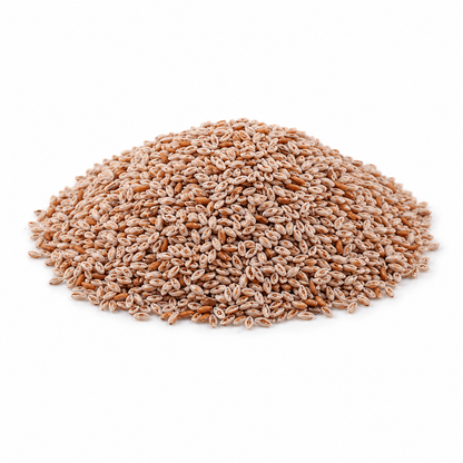 Psyllium Seeds