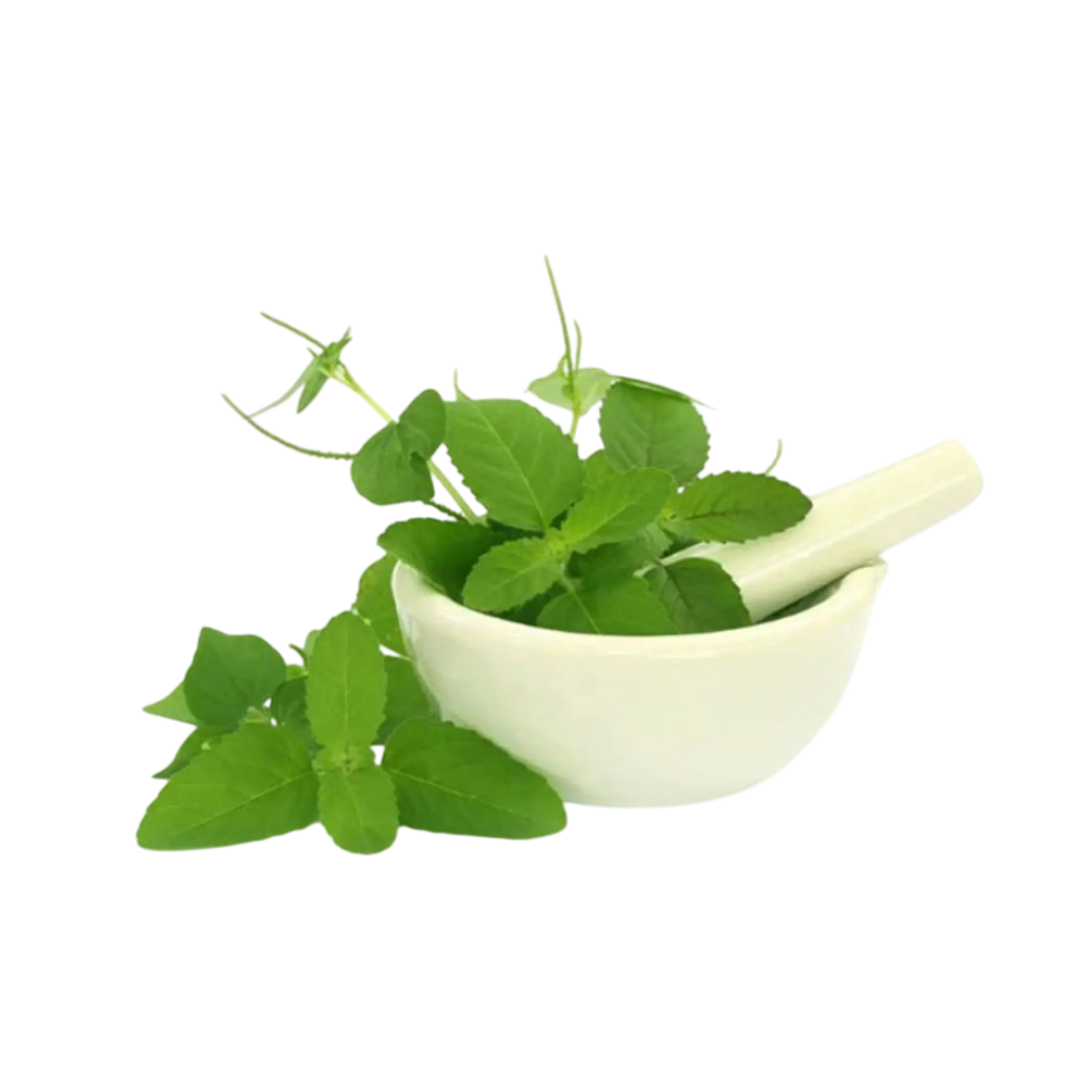 High-quality Rama Tulsi for export
