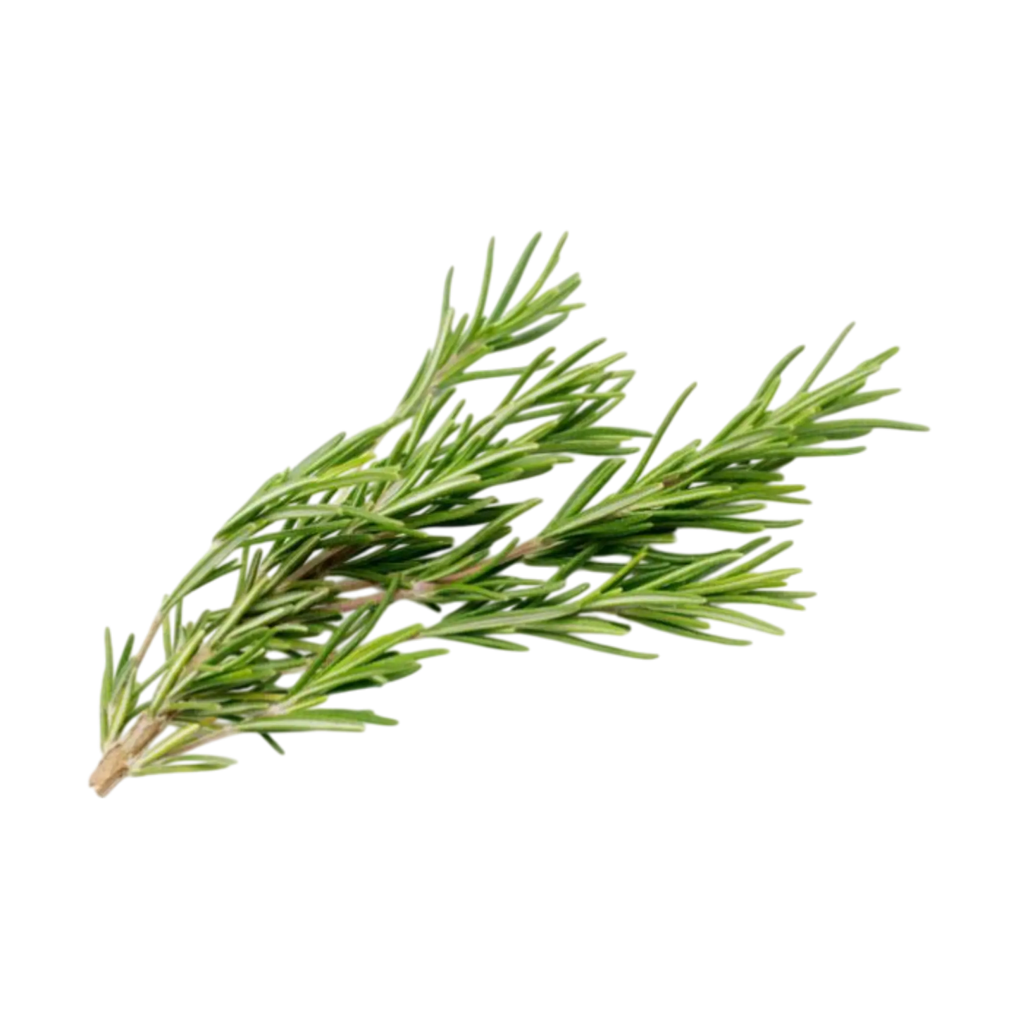 Fresh rosemary plant available for export