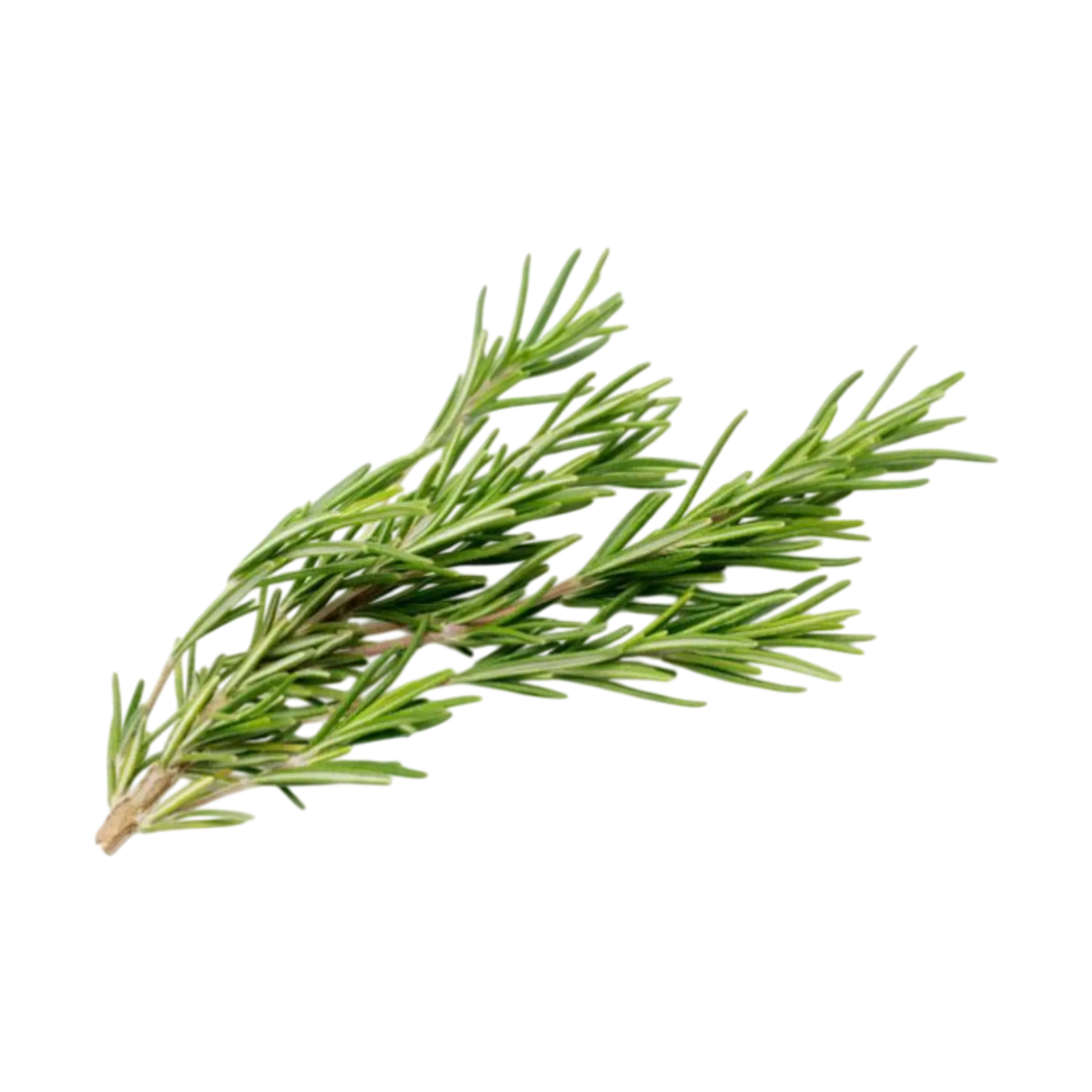 Fresh rosemary plant available for export