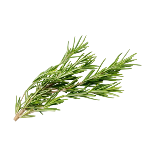 Fresh rosemary plant available for export