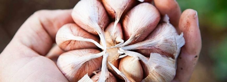 Ginger Garlic Faqs