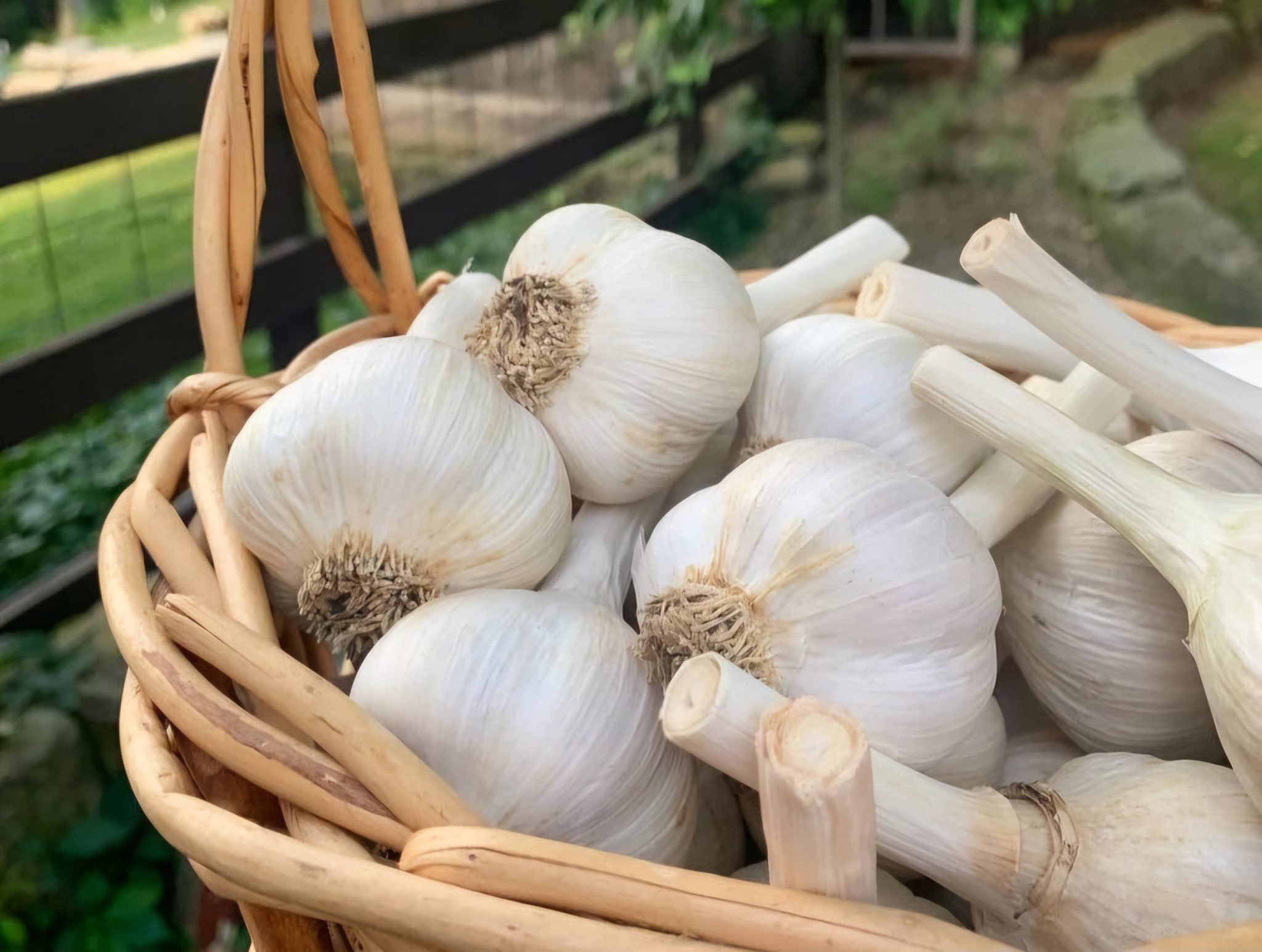organic garlic